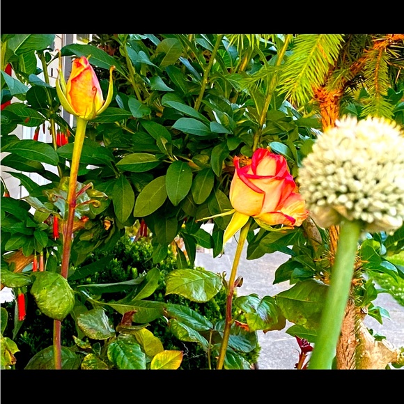 snowvia - Picture 1 of 1